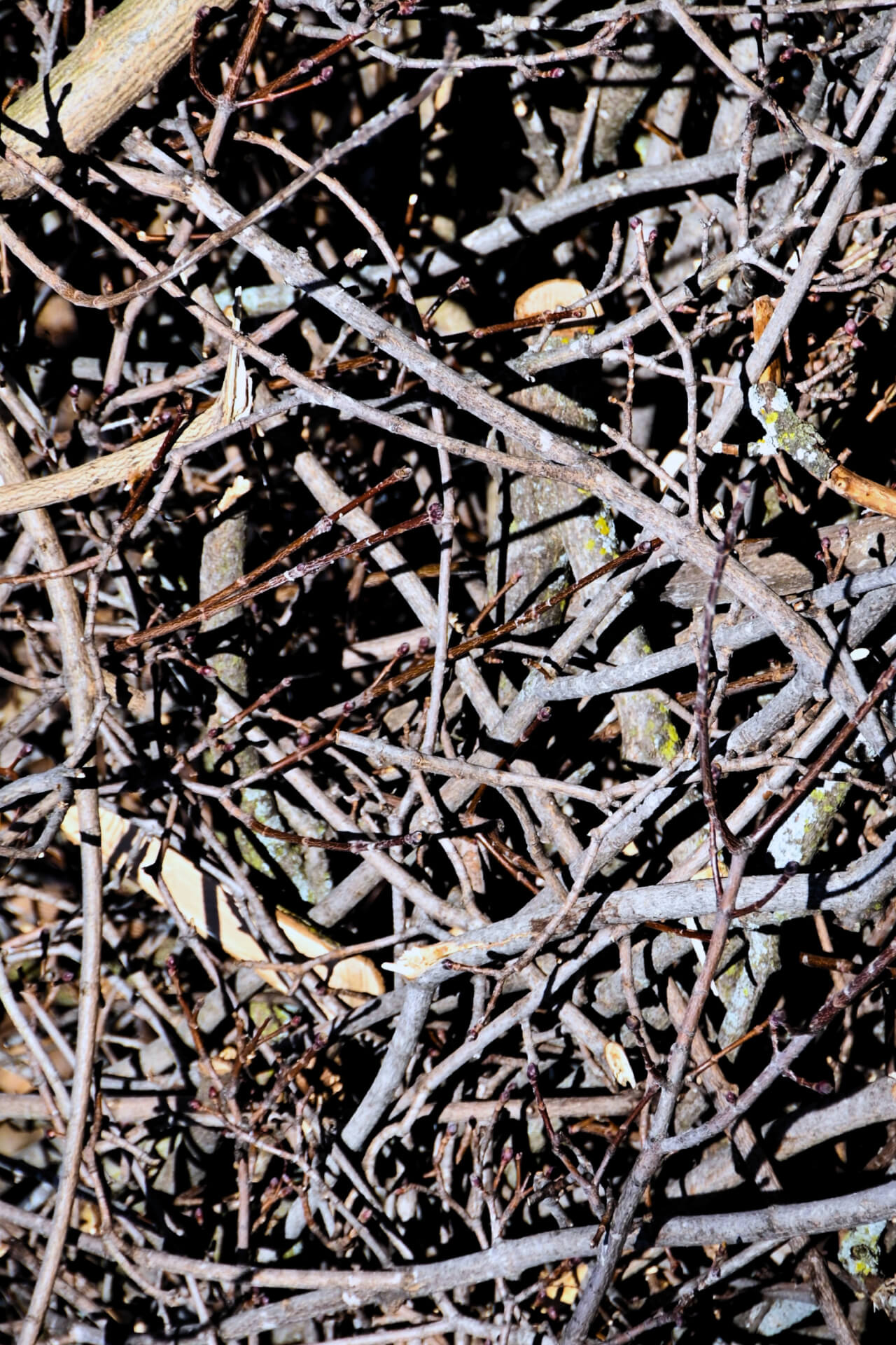 Ramaglie raccolte da Stella Alpina